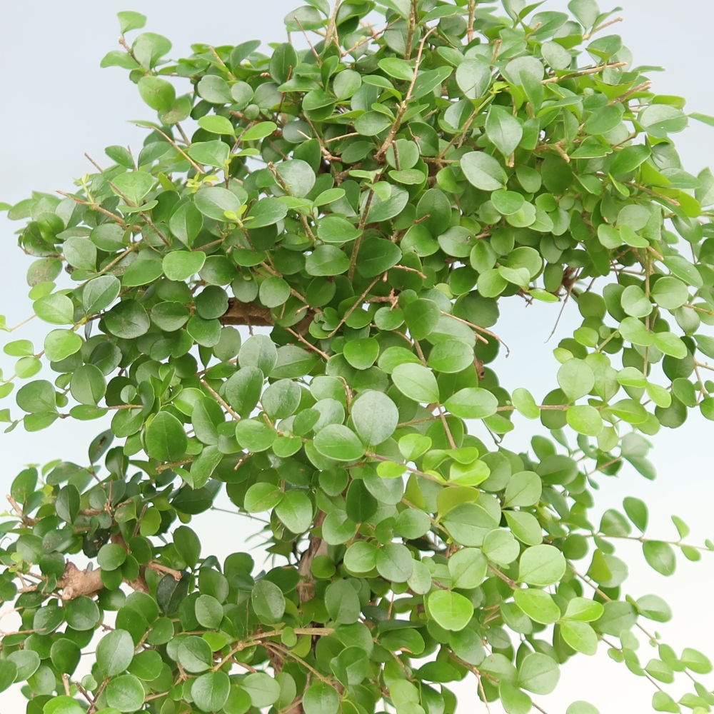 Pokojová bonsai -Ligustrum retusa - malolistý ptačí zob