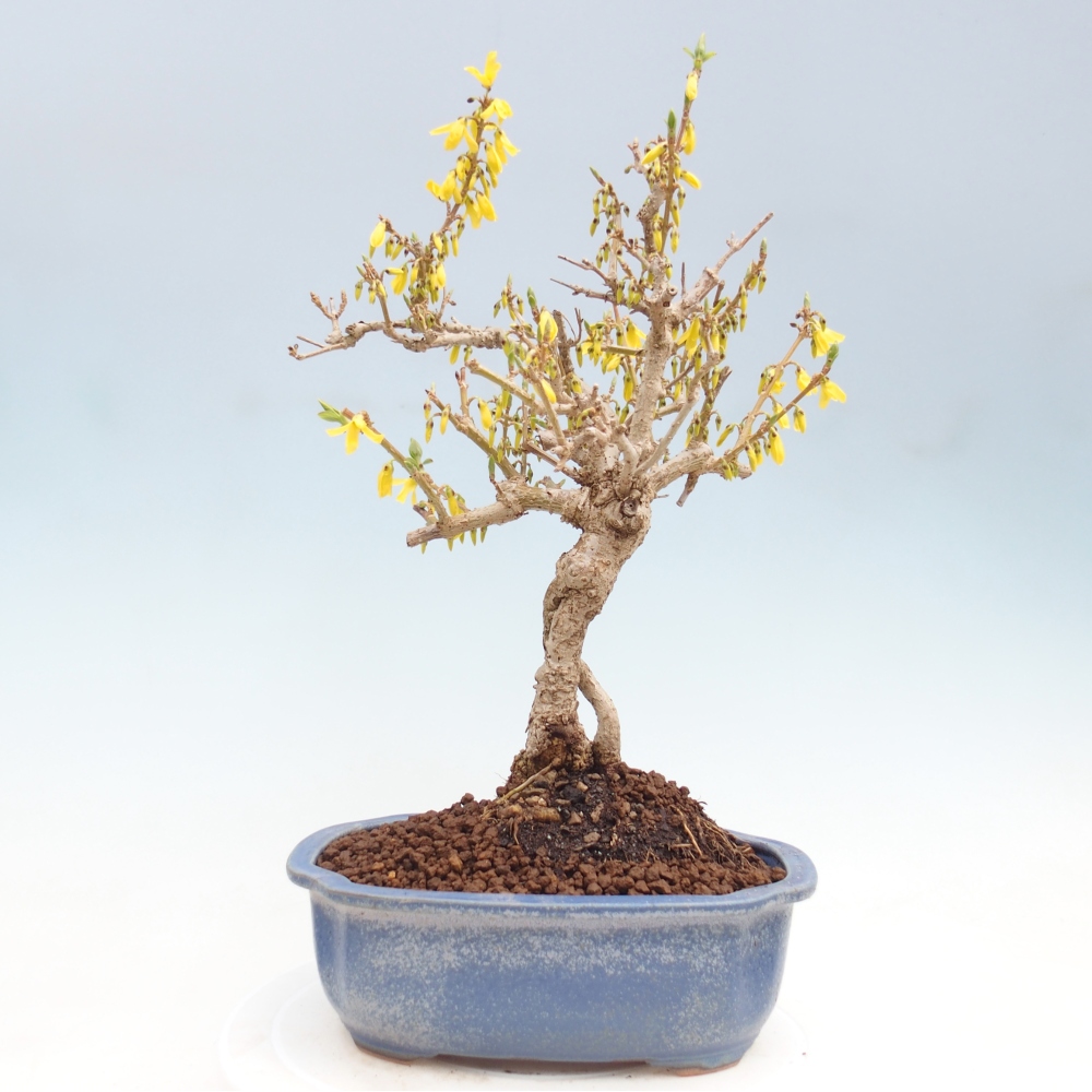Venkovní bonsai - Zlatice - Forsythia koreana