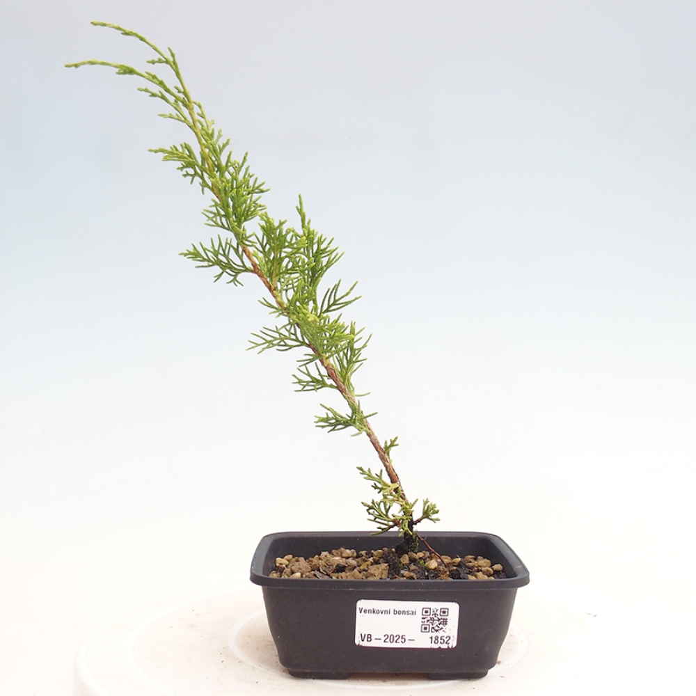 Venkovní bonsai - Juniperus chinensis Itoigawa -Jalovec čínský