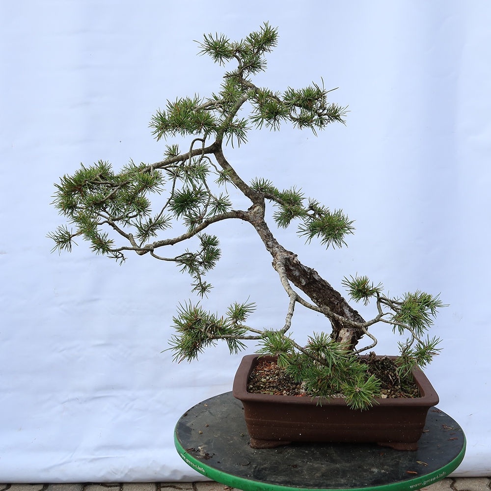 Pinus sylvestris Španělsko - borovice lesní