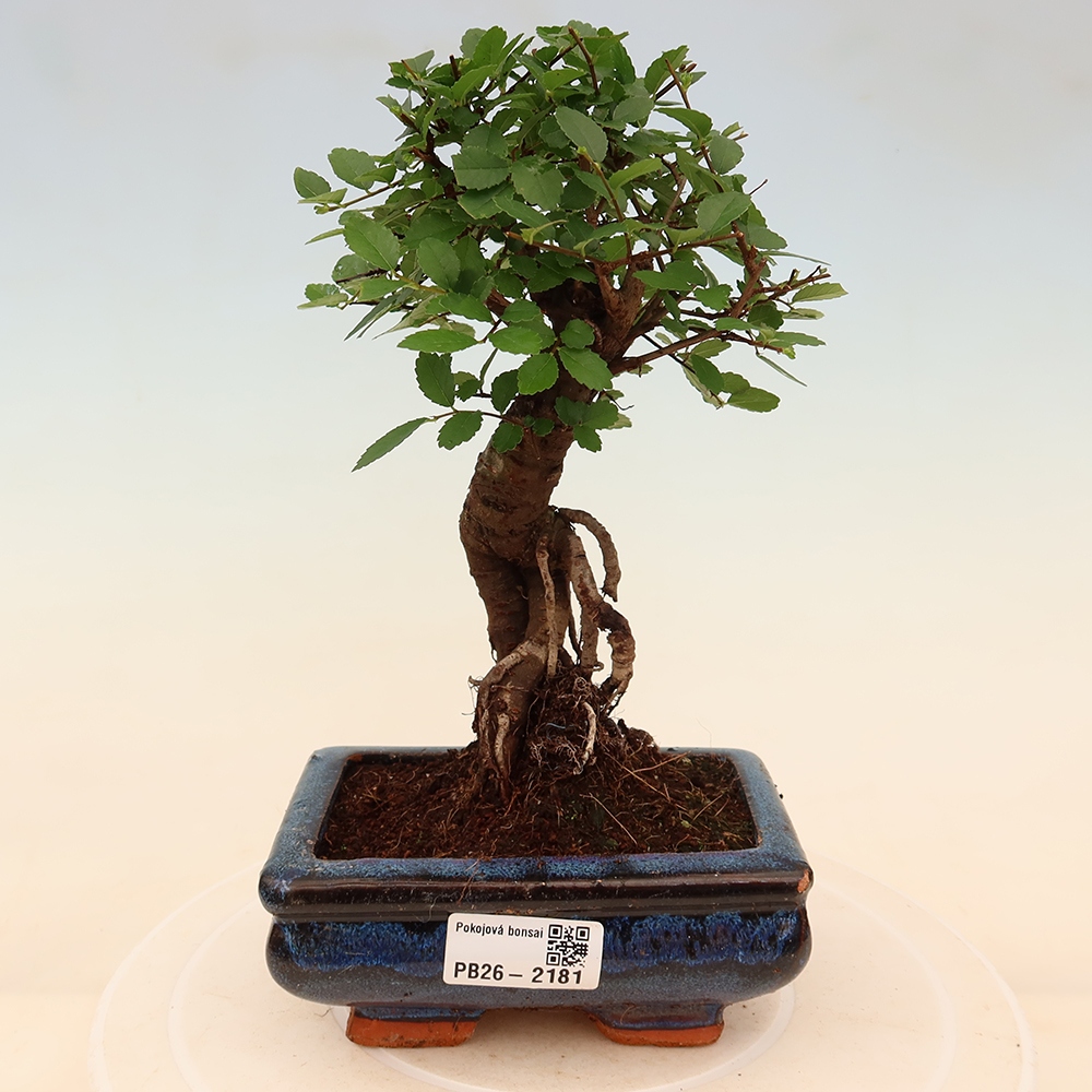 Pokojová bonsai - Ulmus parvifolia - Malolistý jilm