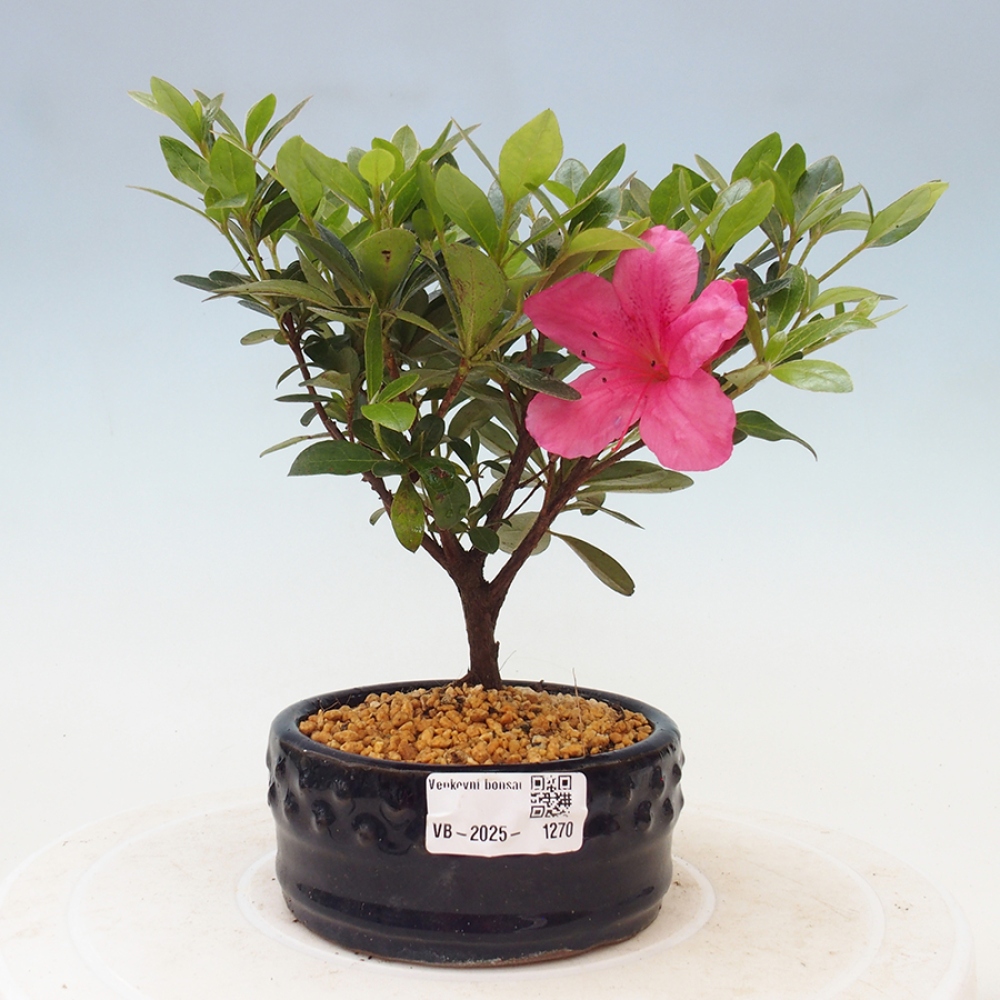 Venkovní bonsai - Japonská azalka - Azalea sp.