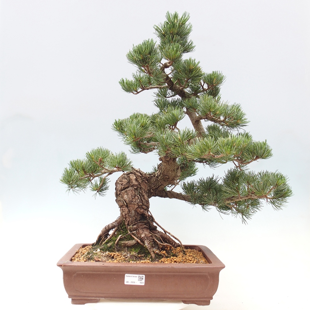 Venkovní bonsai - Pinus parviflora - Borovice drobnokvětá