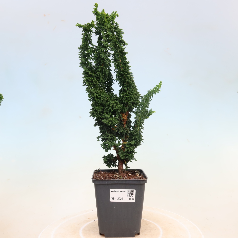 Venkovní bonsai - Cham. obtusa SEKKA HINOKI - Cypřišek