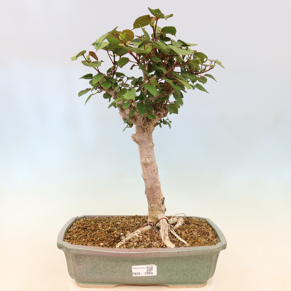 Pokojová bonsai - Hibiscus tiliaceus - Ibišek lípovitý, morský