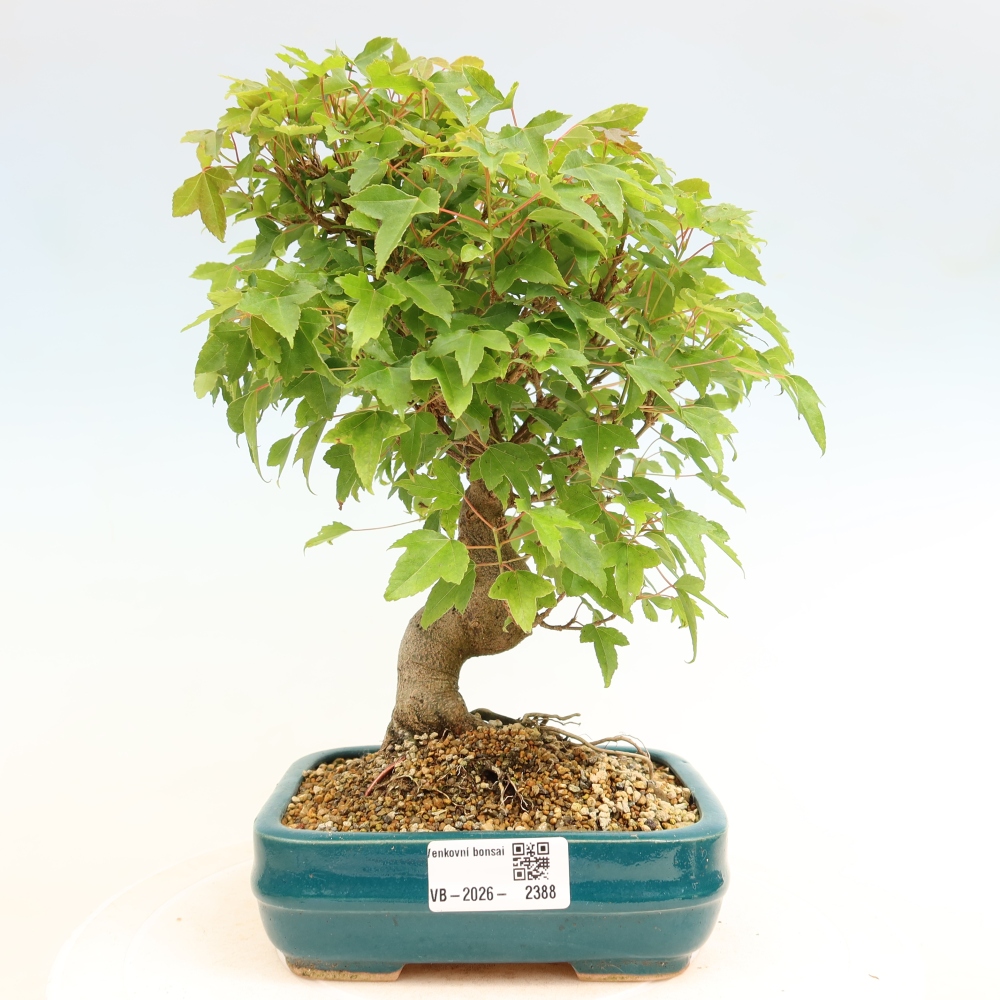 Venkovní bonsai - Javor Burgerův - Acer Burgerianum 
