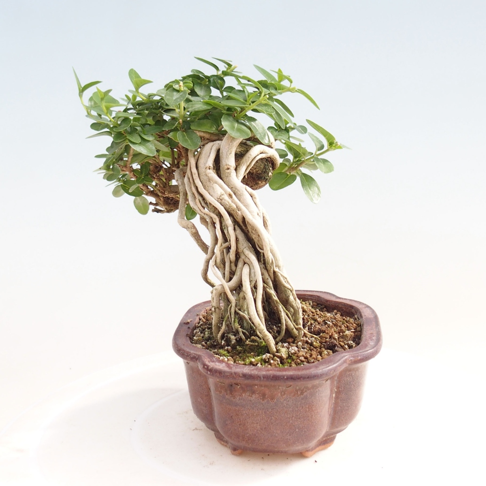 Pokojová bonsai - Premna serratifolia  - Kozlovoň malolistá