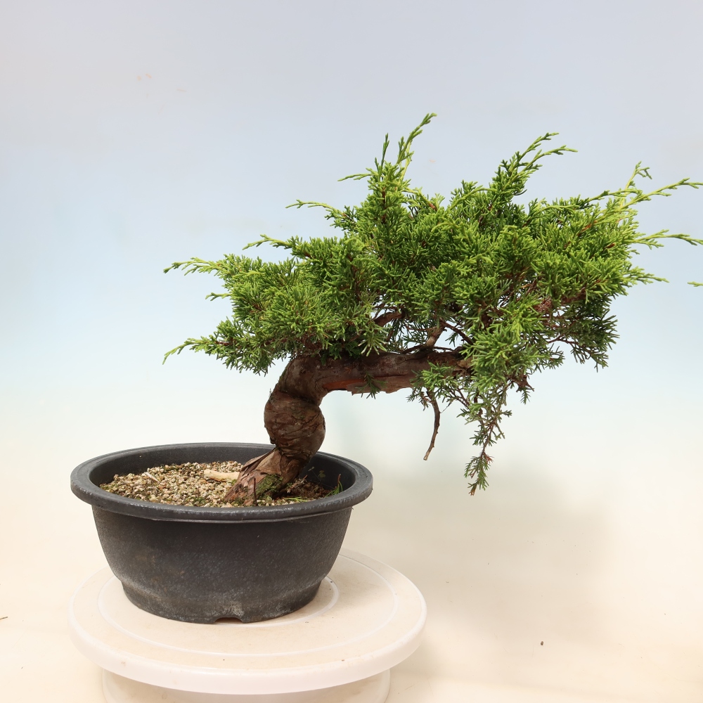 Venkovní bonsai - Juniperus chinensis Itoigawa-Jalovec čínský