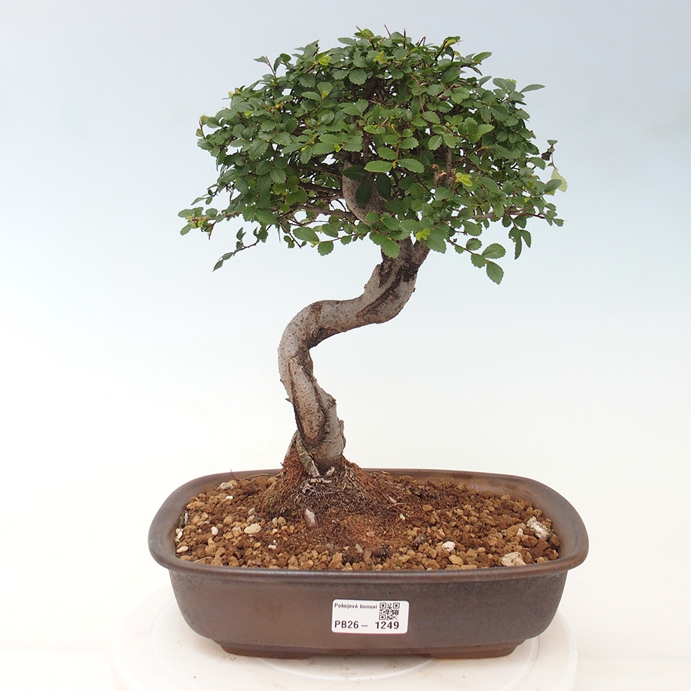 Pokojová bonsai - Ulmus parvifolia - Malolistý jilm