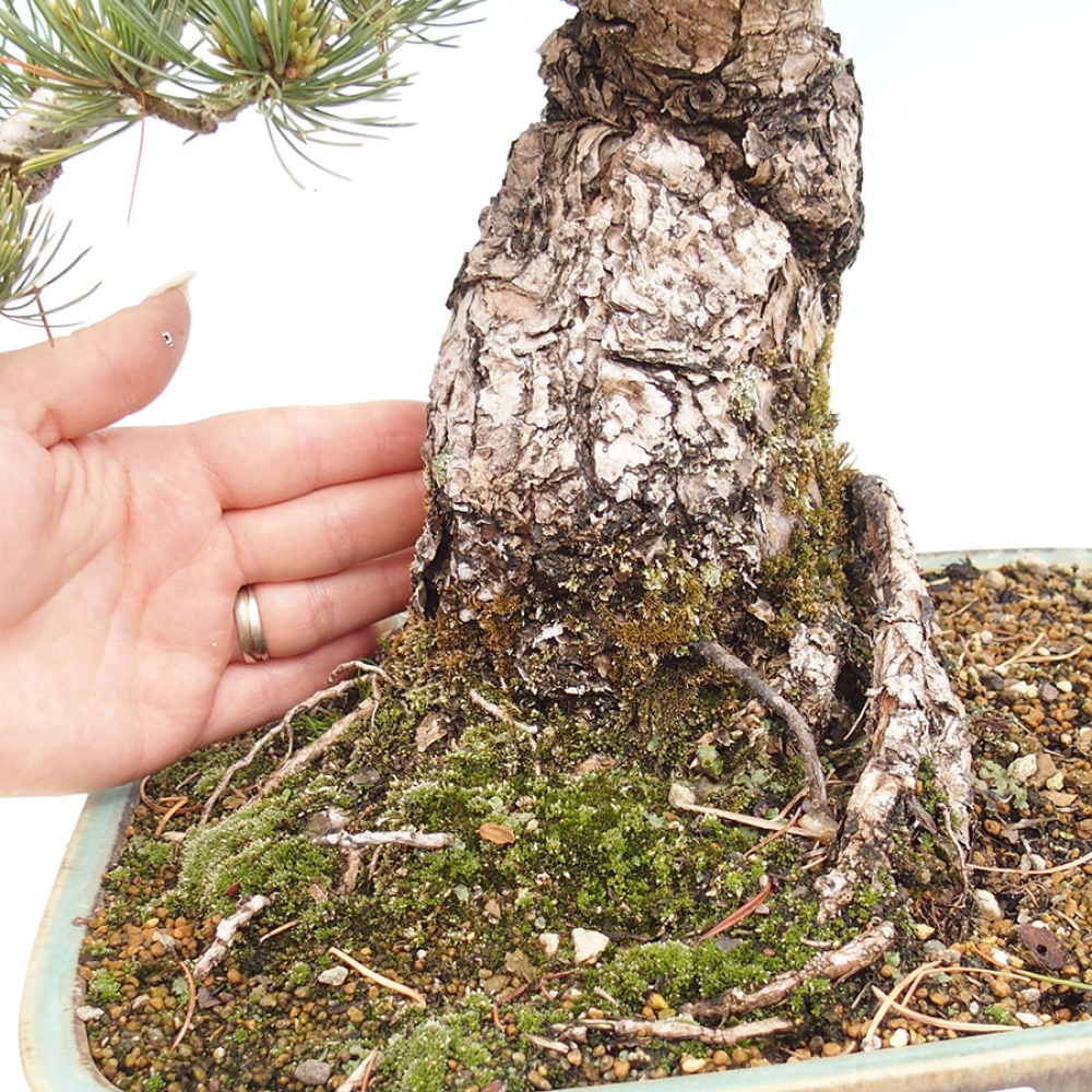 Venkovní bonsai - Pinus parviflora - Borovice drobnokvětá