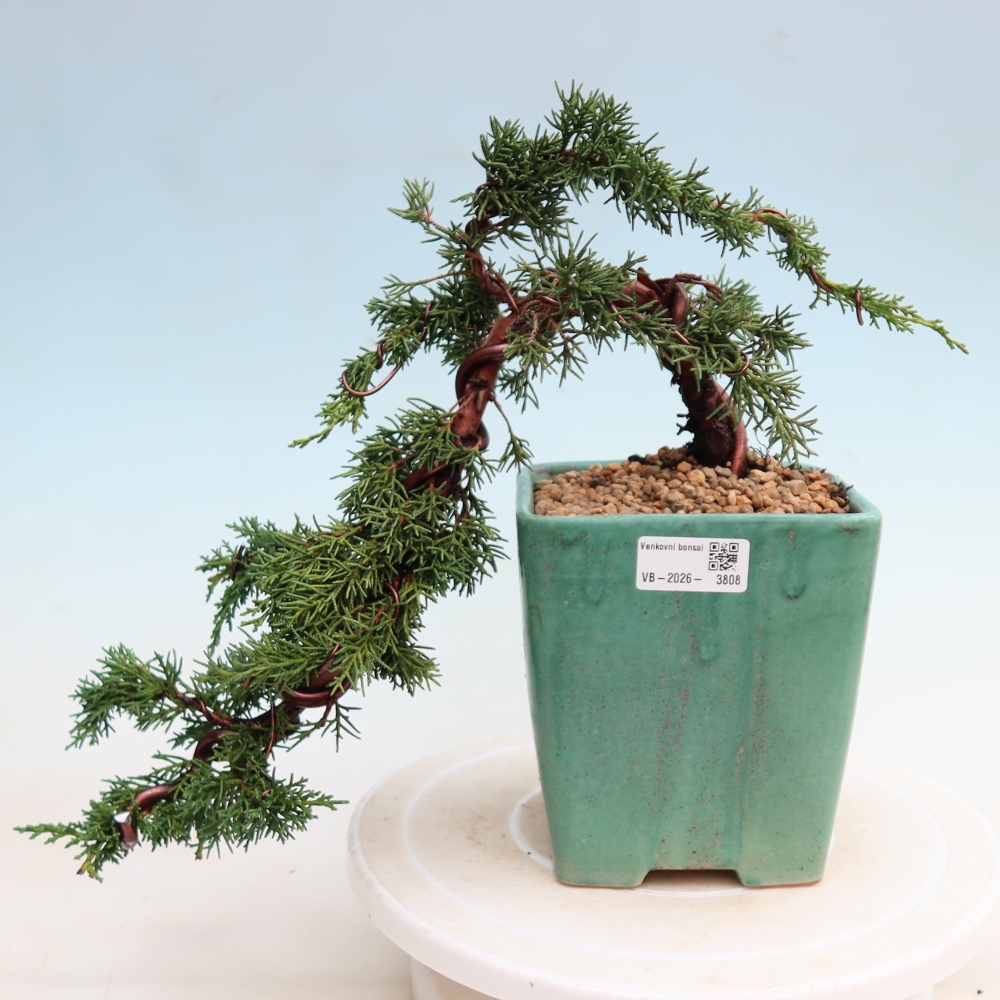 Venkovní bonsai - Juniperus chinensis Kishu -Jalovec čínský