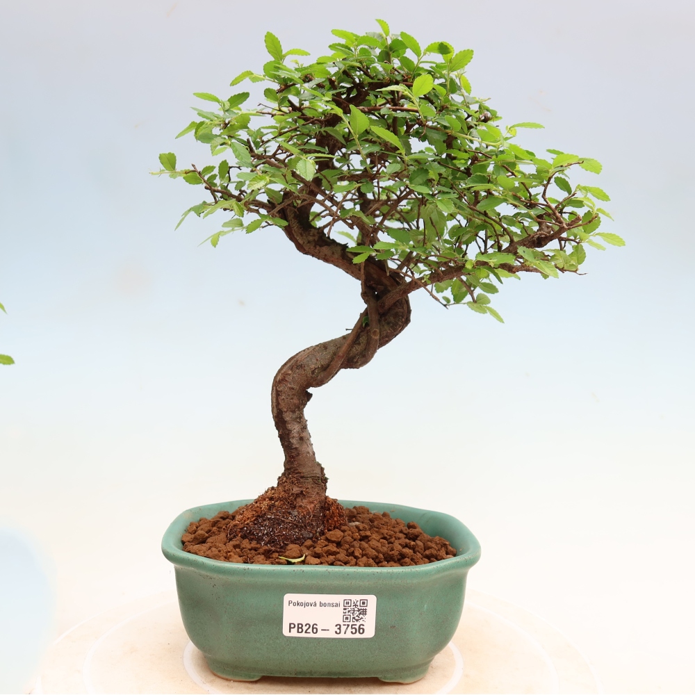Pokojová bonsai - Ulmus parvifolia - Malolistý jilm