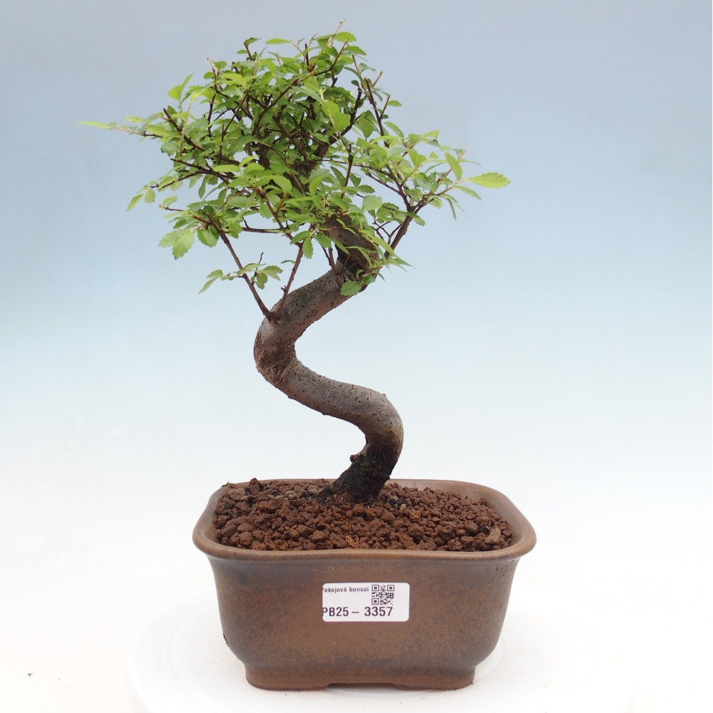 Pokojová bonsai - Ulmus parvifolia - Malolistý jilm