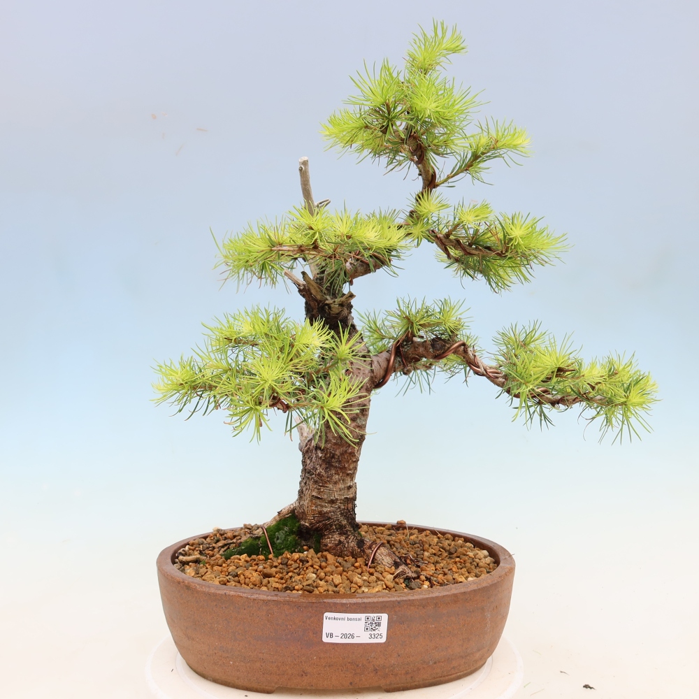 Venkovní bonsai -Larix decidua - Modřín opadavý 