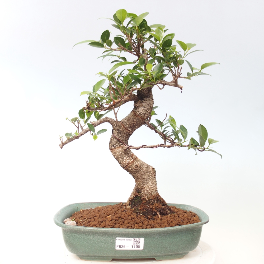 Pokojová bonsai - Ficus kimmen -  malolistý fíkus