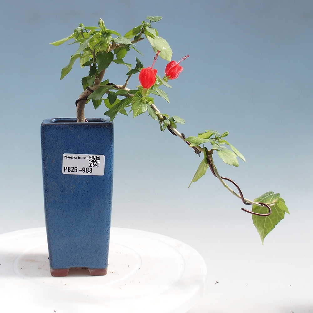 Pokojová bonsai - Malvaviscus arboreus - ibiškovec dřevnatý