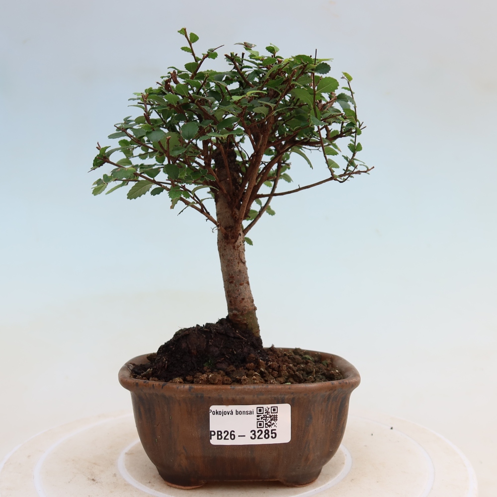Pokojová bonsai - Ulmus parvifolia - Malolistý jilm