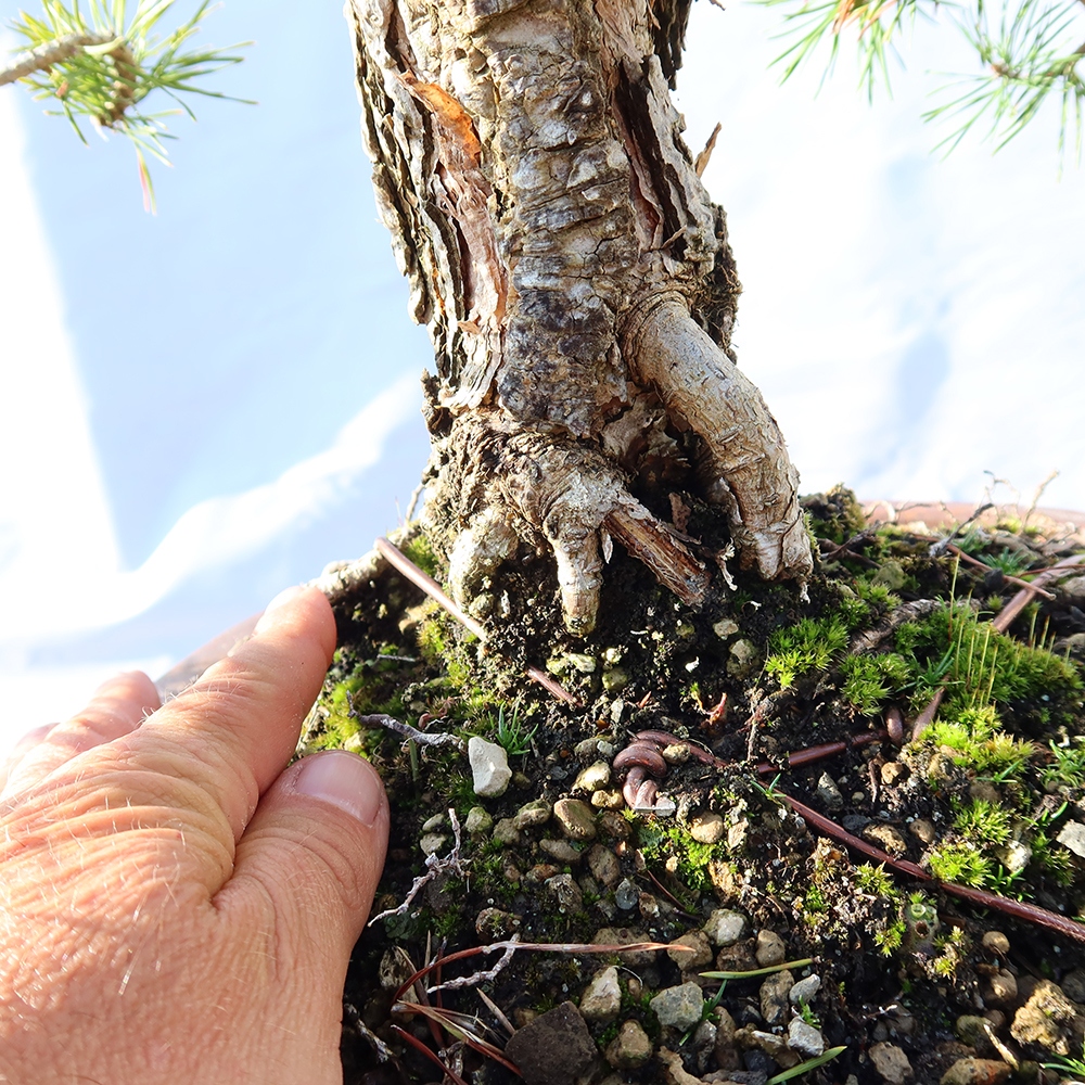 Pinus sylvestris Španělsko - borovice lesní
