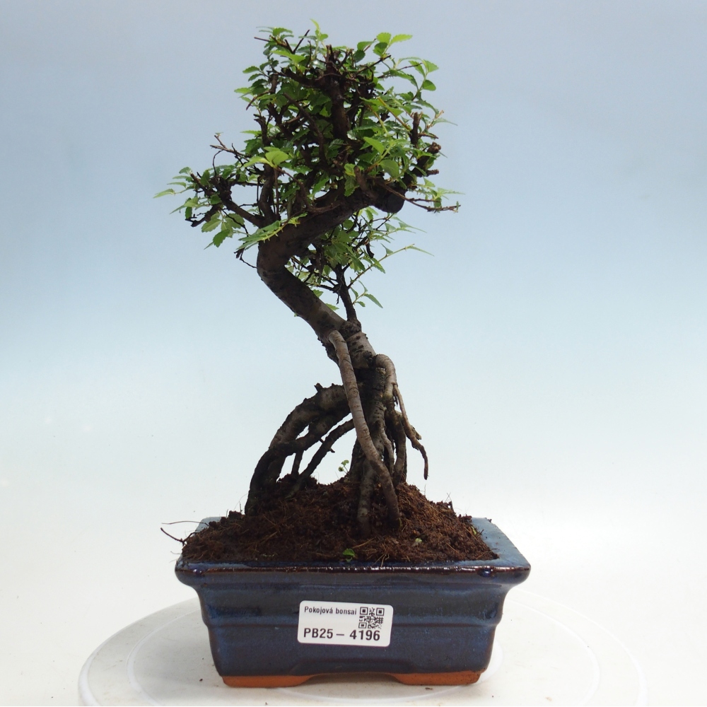 Pokojová bonsai - Ulmus parvifolia - Malolistý jilm