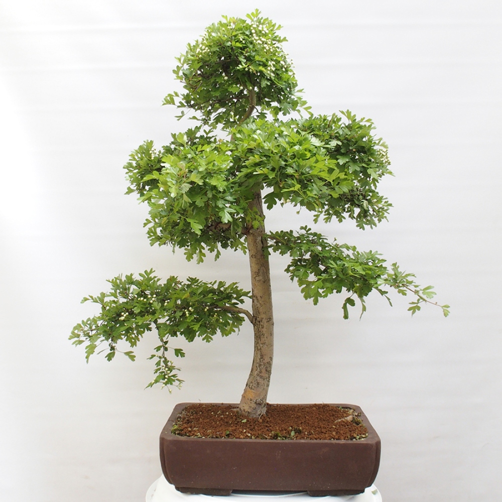 Venkovní bonsai - Hloh - Crataegus monogyna