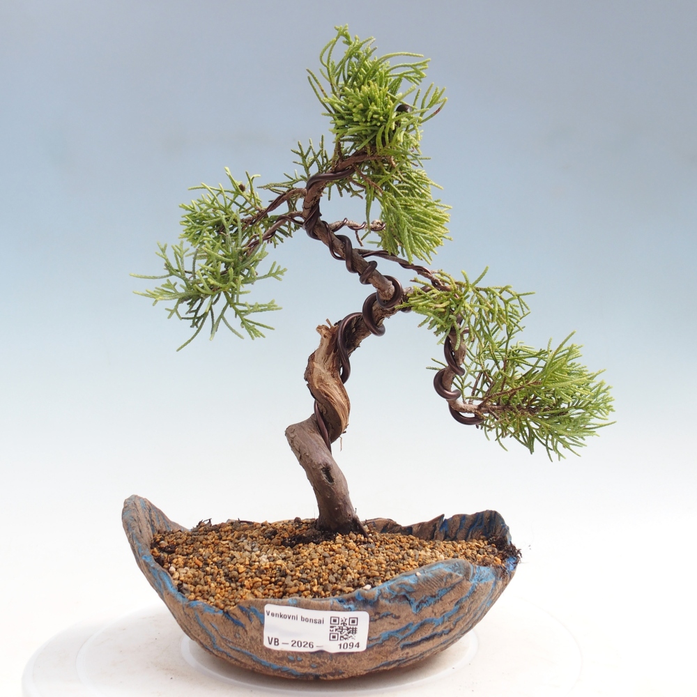 Venkovní bonsai - Juniperus chinensis Kishu -Jalovec čínský