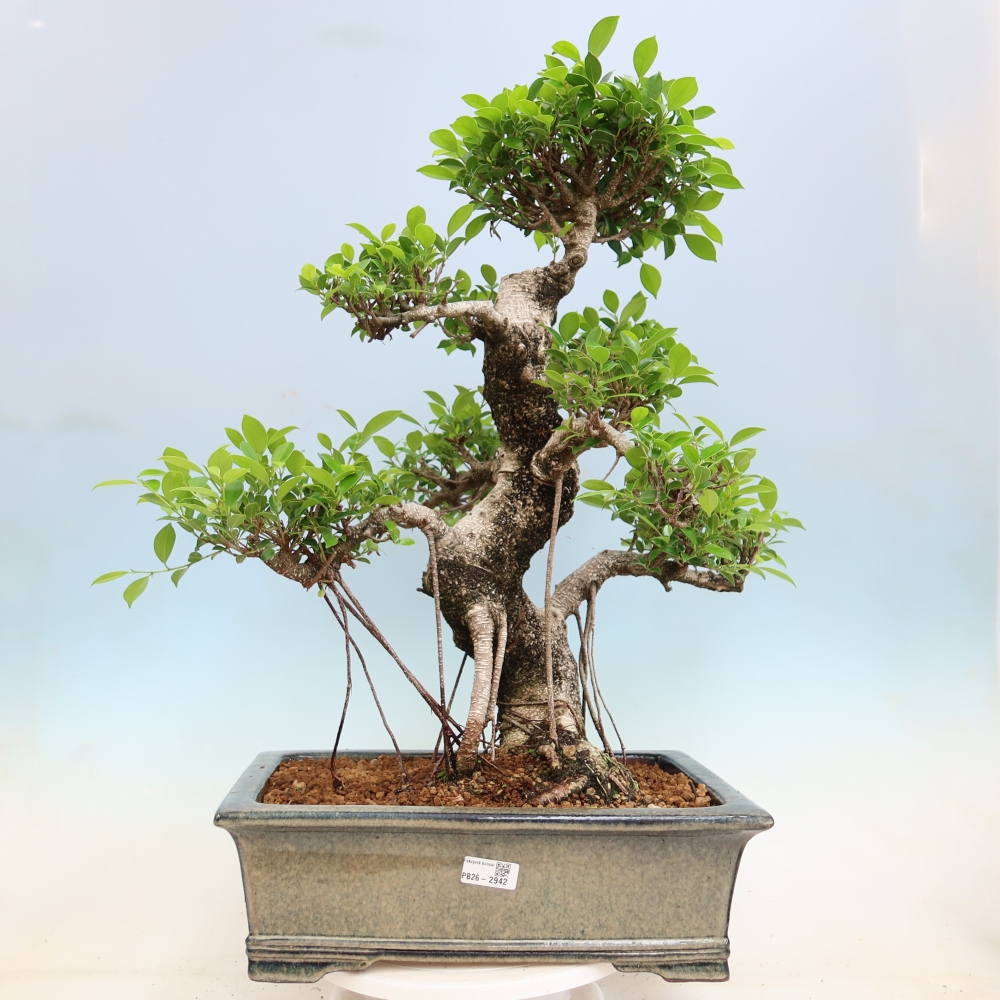 Pokojová bonsai - Ficus kimmen -  malolistý fíkus