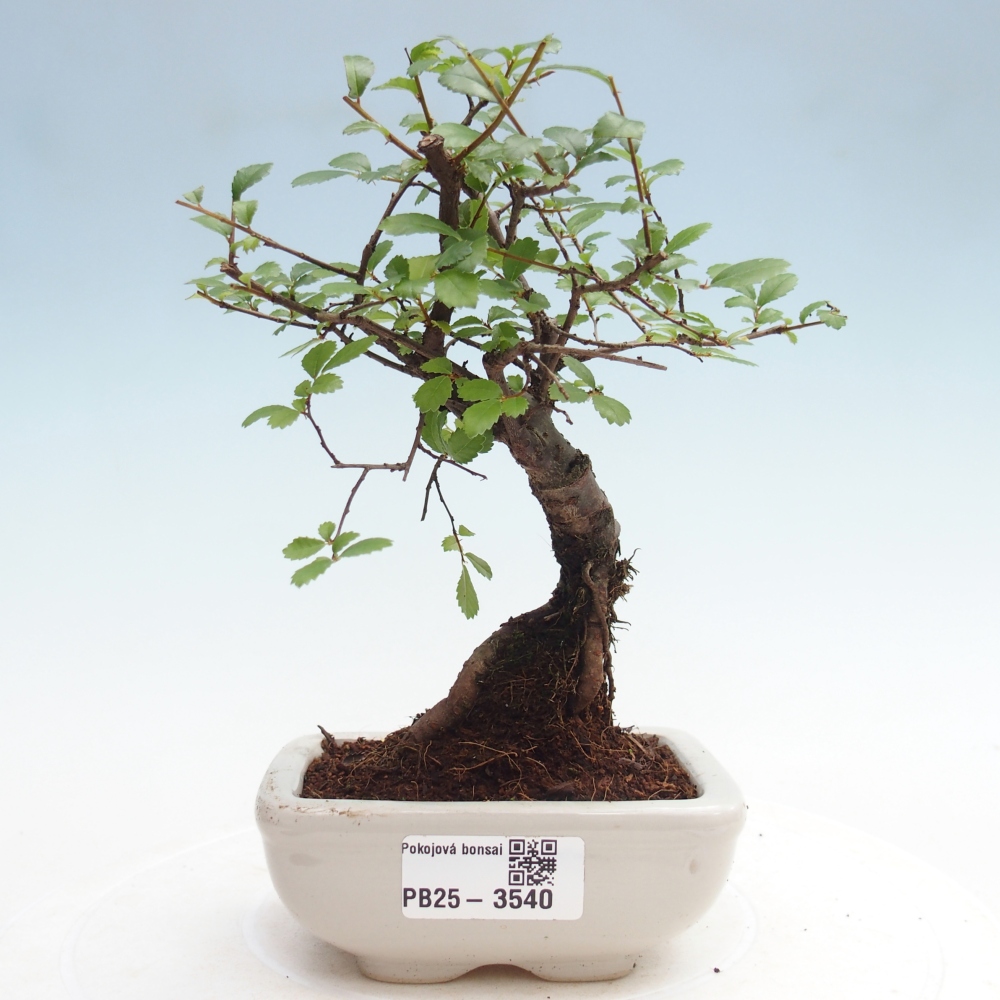 Pokojová bonsai - Ulmus parvifolia - Malolistý jilm