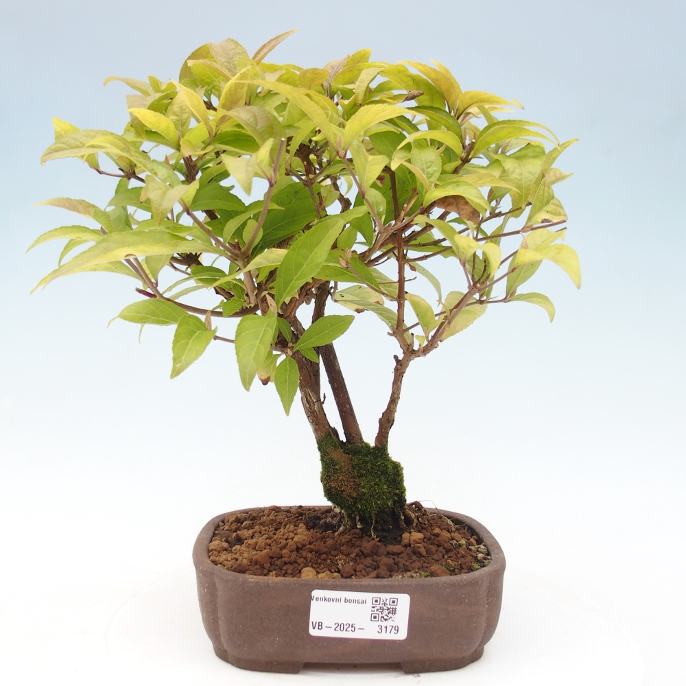 Venkovní bonsai - krásnoplodka - Callicarpa japonica