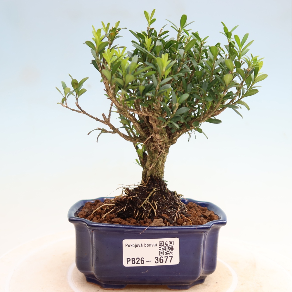 Pokojová bonsai - Buxus harlandii -korkový buxus