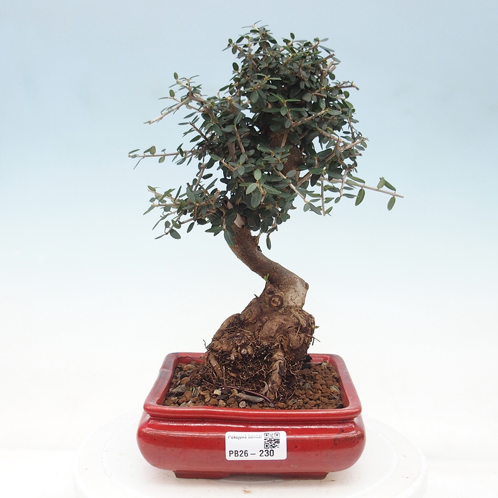 Pokojová bonsai - Olea europaea sylvestris -Oliva evropská drobnolistá