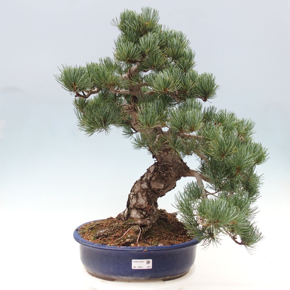 Venkovní bonsai - Pinus parviflora - Borovice drobnokvětá