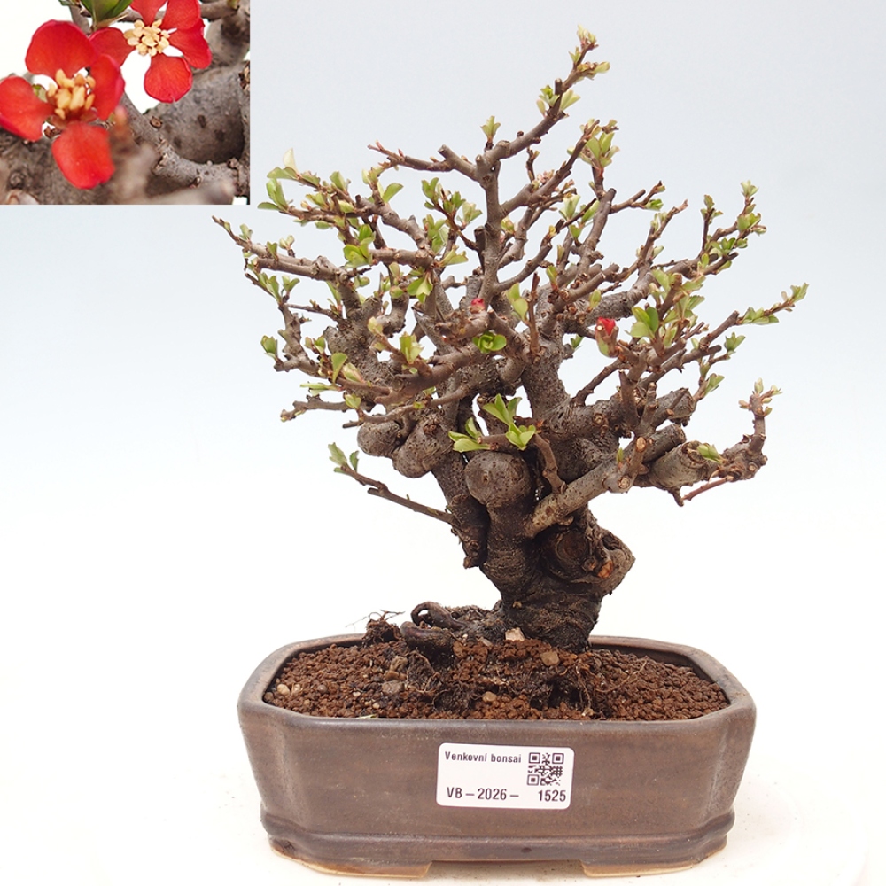Venkovní  bonsai -  Chaneomeles speciosa - Kdoulovec ozdobný