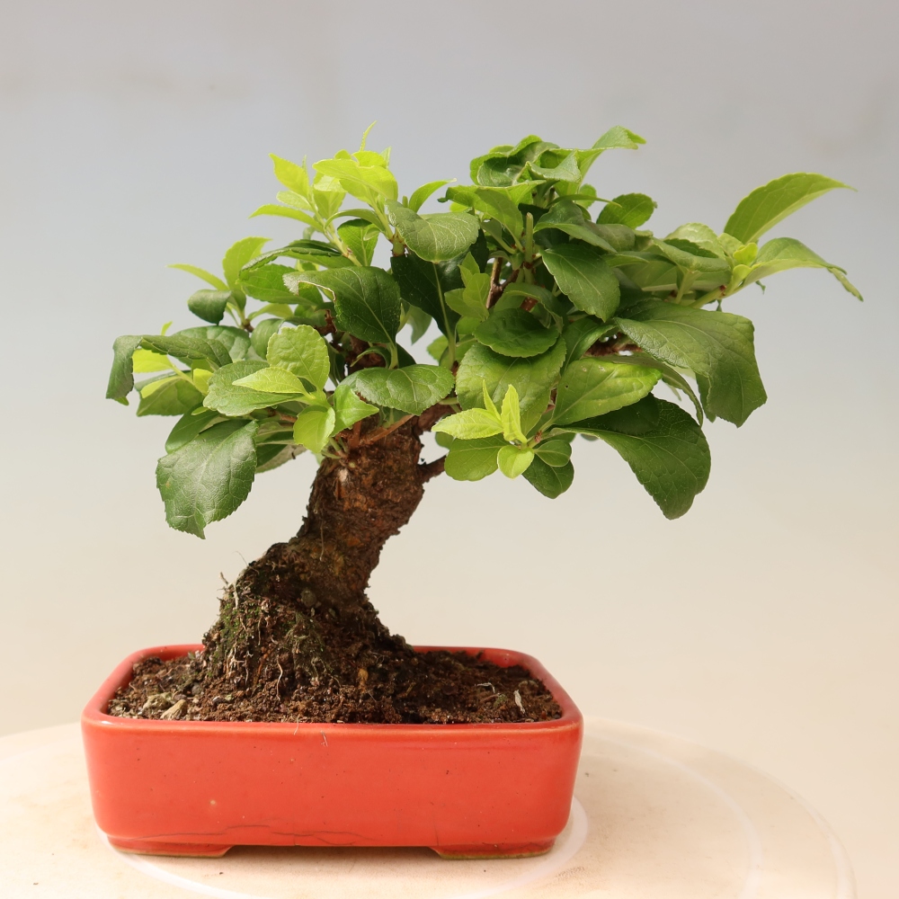 Venkovní bonsai - Celastrus  orbiculatus - Jesenec okrouhlolistý