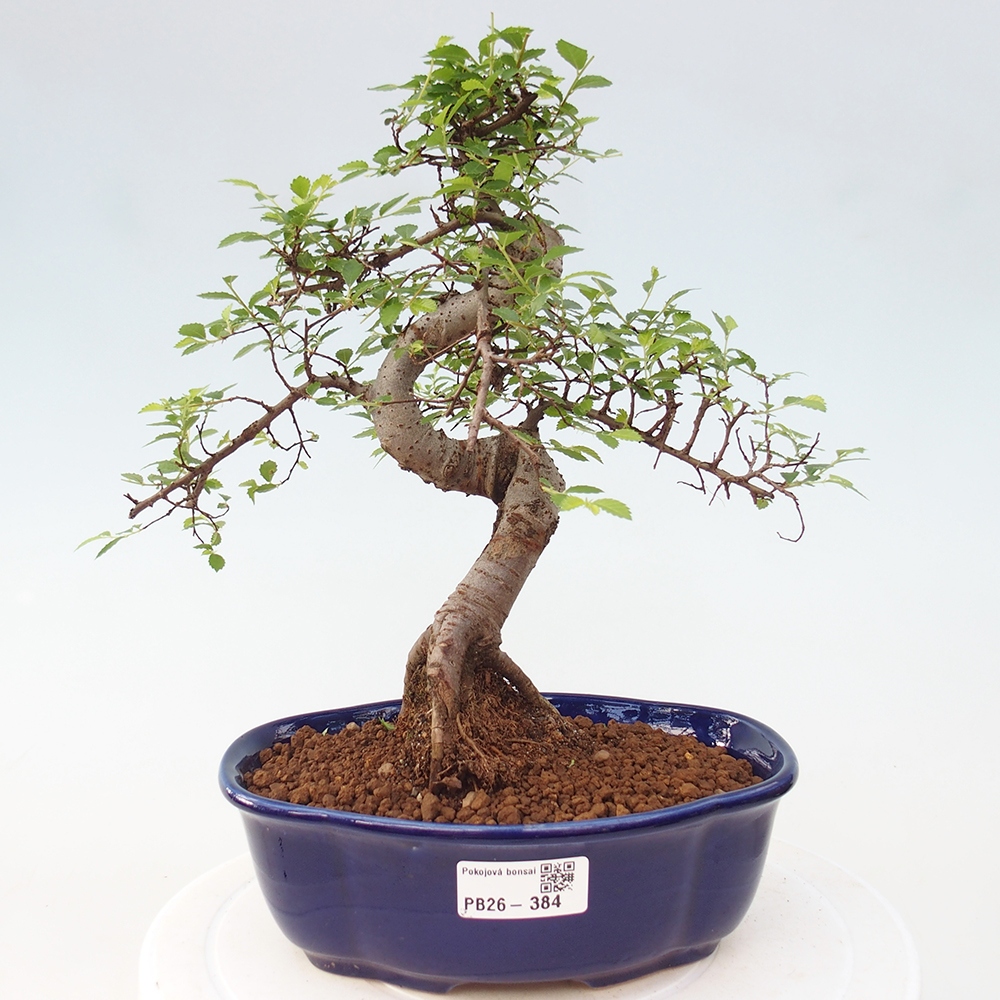 Pokojová bonsai - Ulmus parvifolia - Malolistý jilm