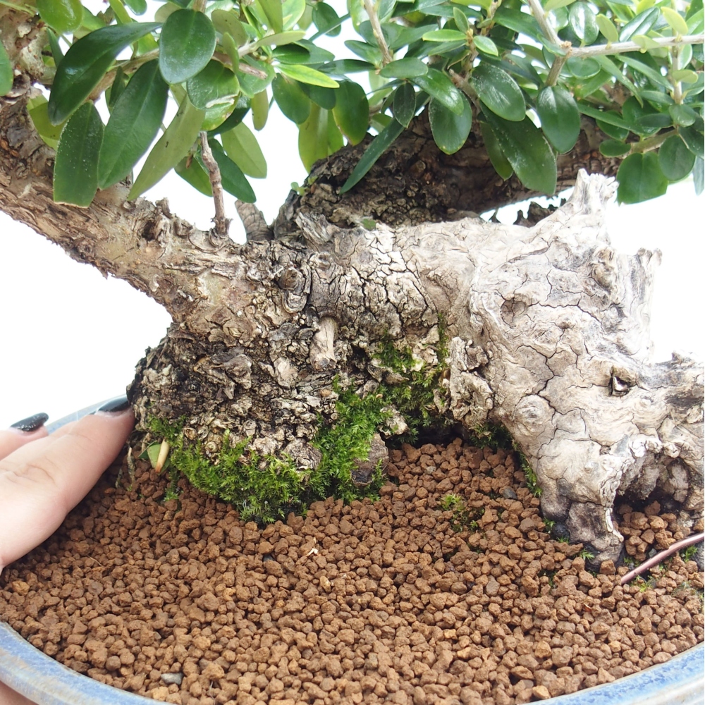 Pokojová bonsai - Olea europaea sylvestris -Oliva evropská drobnolistá