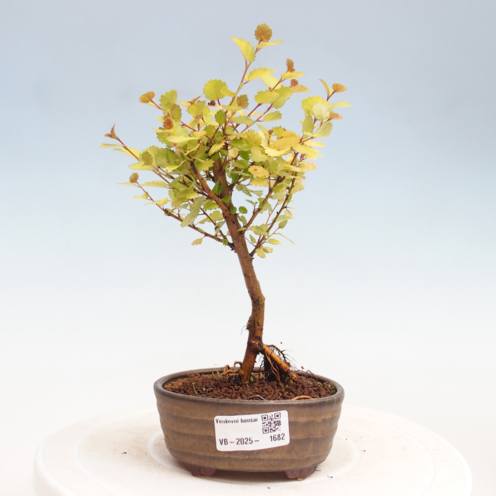 Venkovní bonsai - bříza trpasličí - Betula NANA Treasure