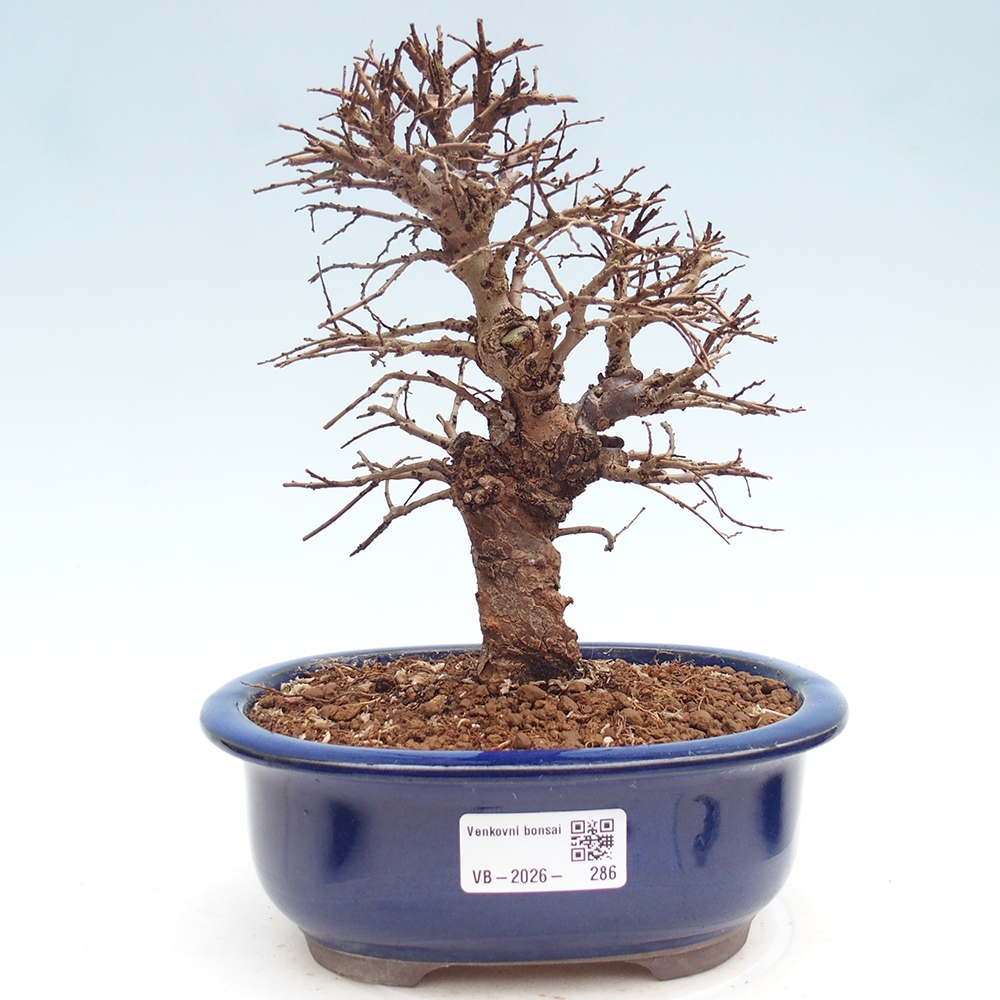 Venkovní bonsai - Zelkova - Zelkova NIRE
