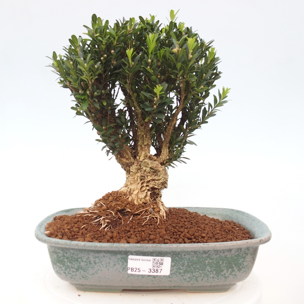 Pokojová bonsai - Buxus harlandii -korkový buxus