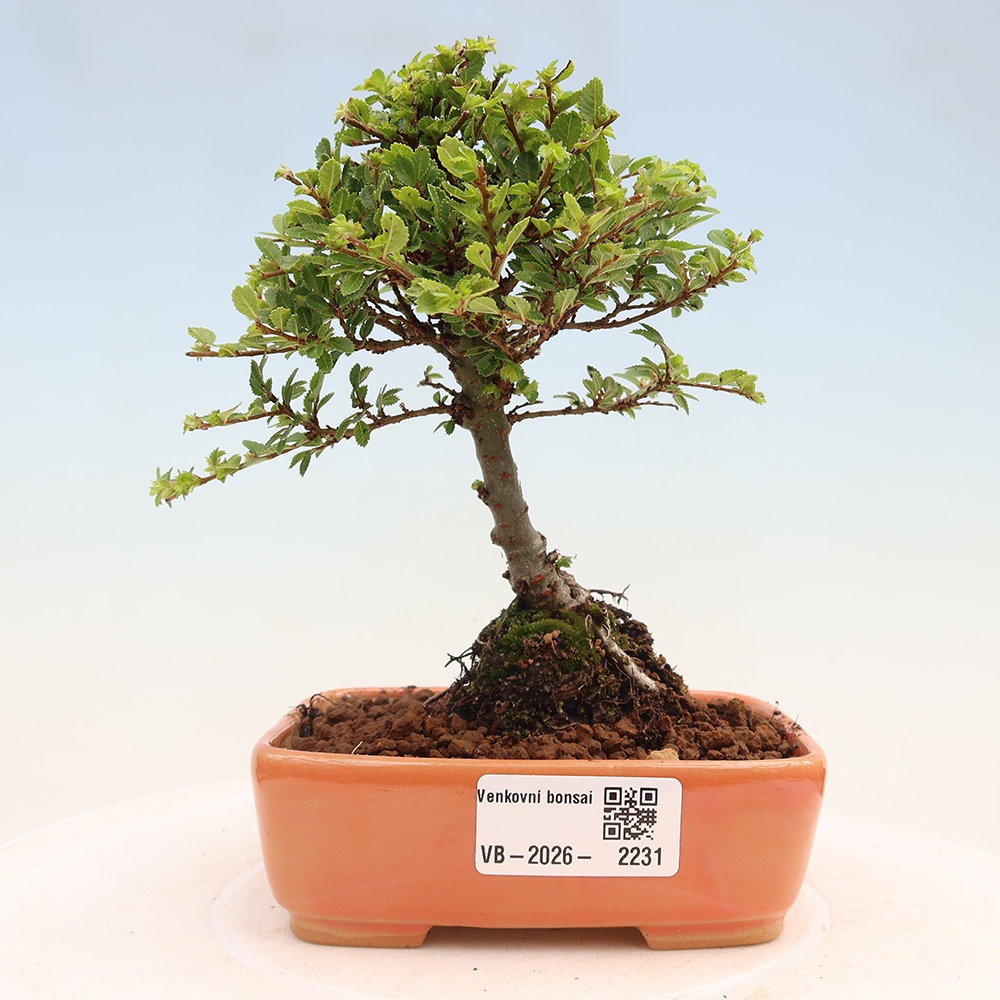 Venkovní bonsai - Ulmus parvifolia Sagei - Malolistý jilm