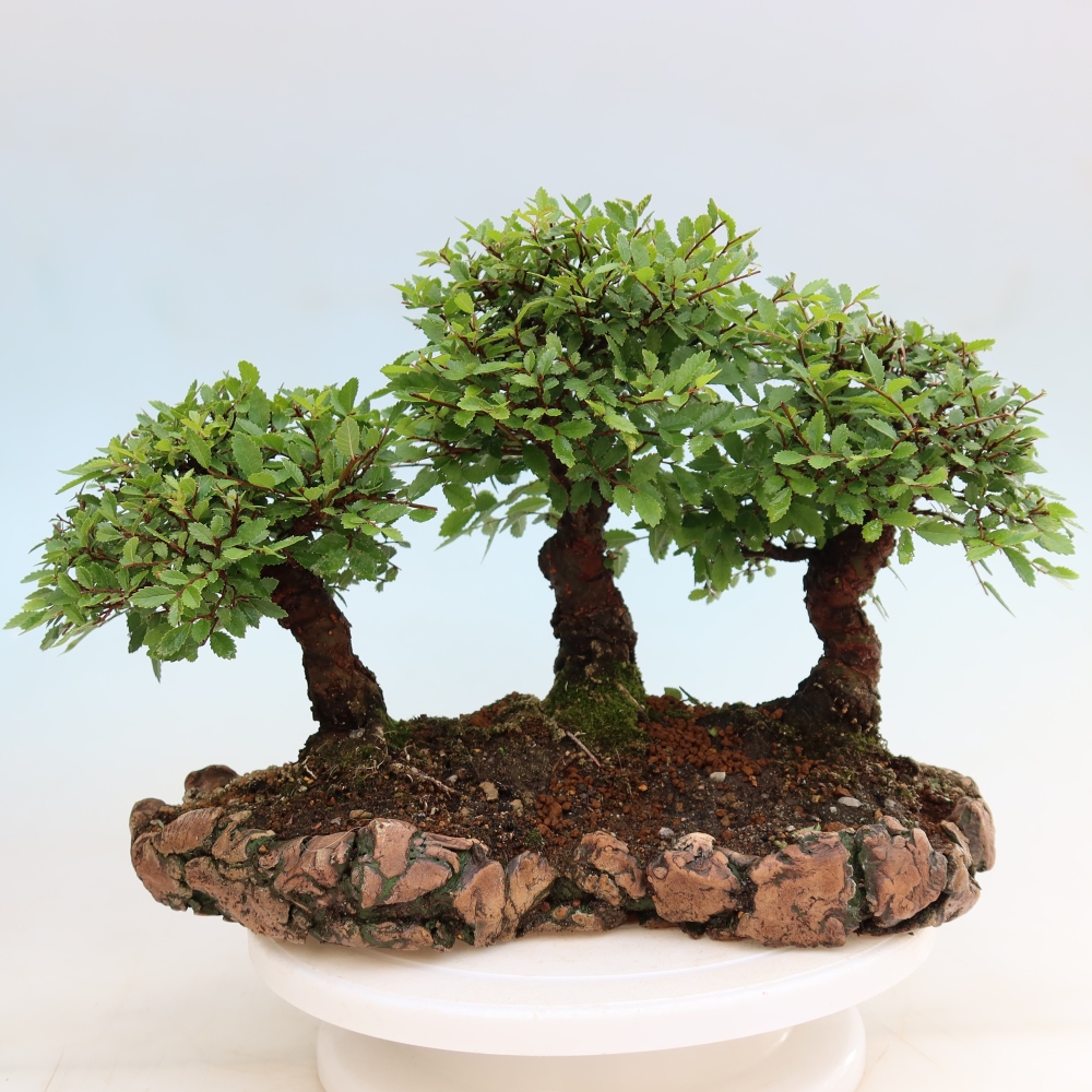 Venkovní bonsai - Zelkova - Zelkova NIRE - lesík