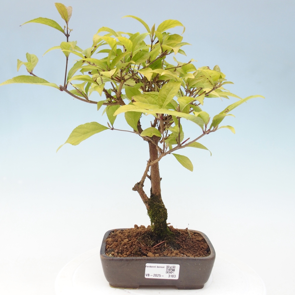 Venkovní bonsai - krásnoplodka - Callicarpa japonica