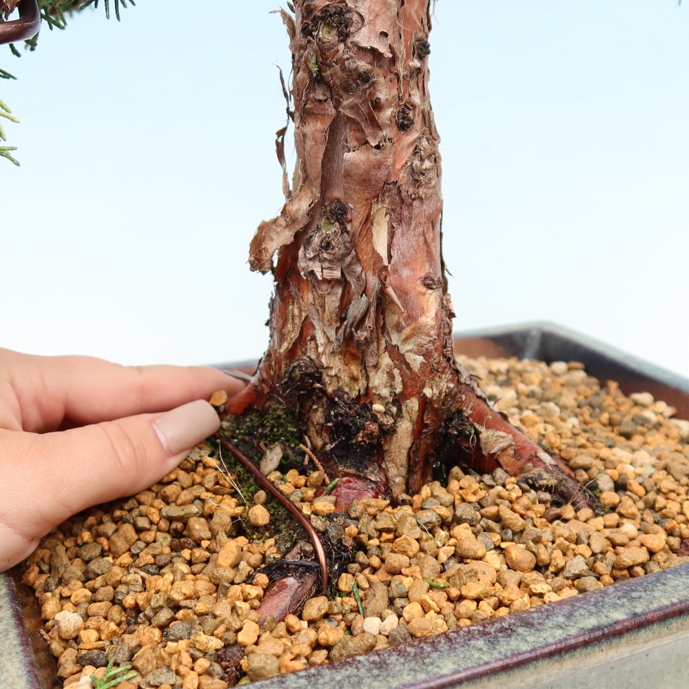 Venkovní bonsai - Juniperus chinensis Kishu -Jalovec čínský