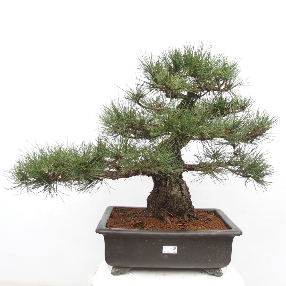 Venkovní bonsai - Pinus thunbergii - Borovice thunbergova