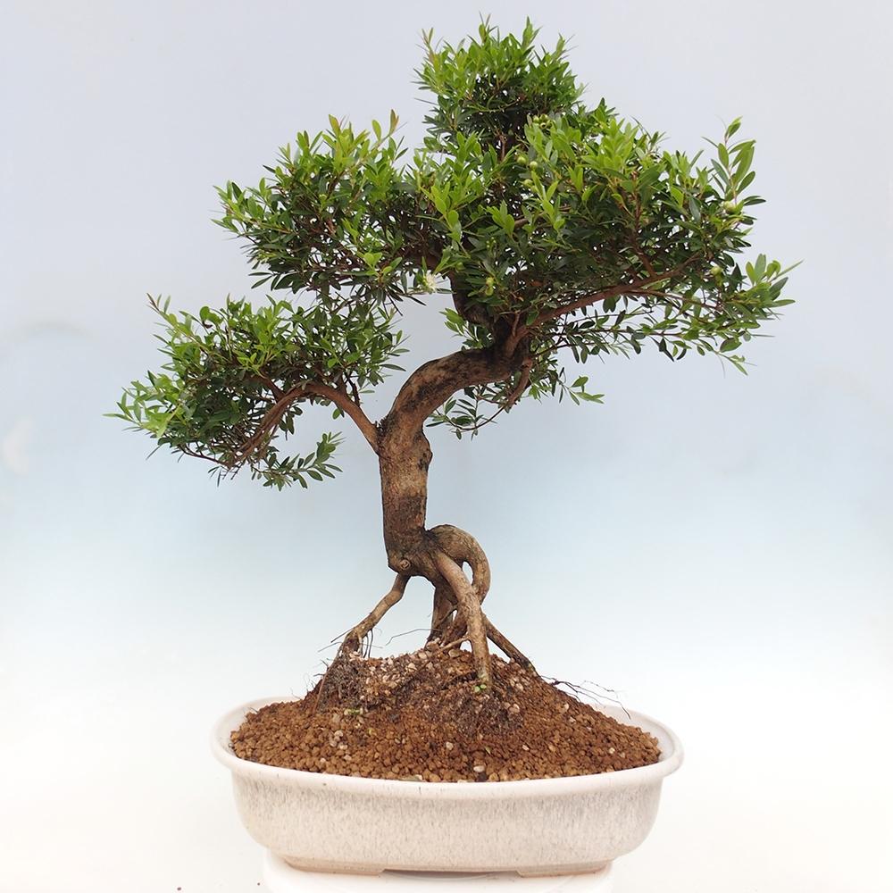 Pokojová bonsai - Syzygium - Pimentovník - POUZE OSOBNÍ ODBĚR nebo paletová přeprava