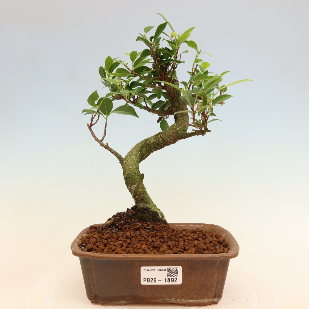 Pokojová bonsai - Ficus retusa -  malolistý fíkus