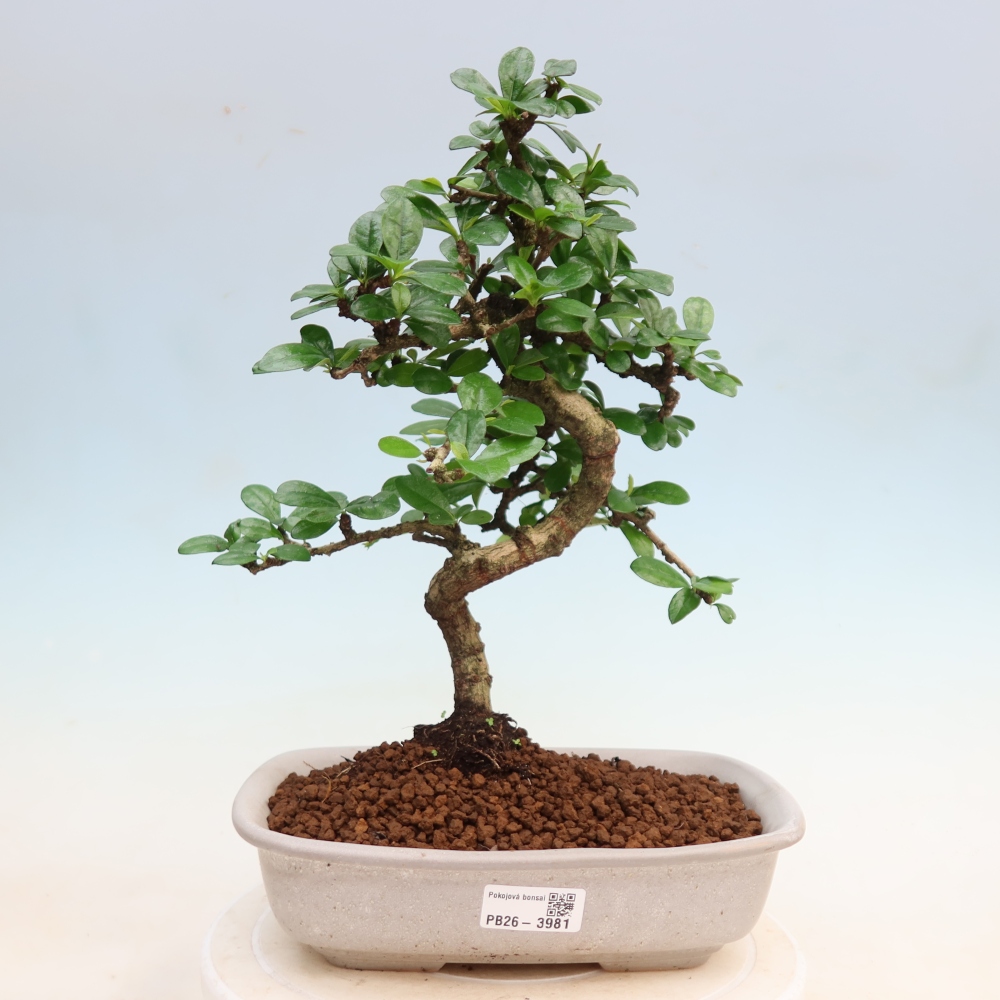 Pokojová bonsai - Carmona macrophylla - Čaj fuki