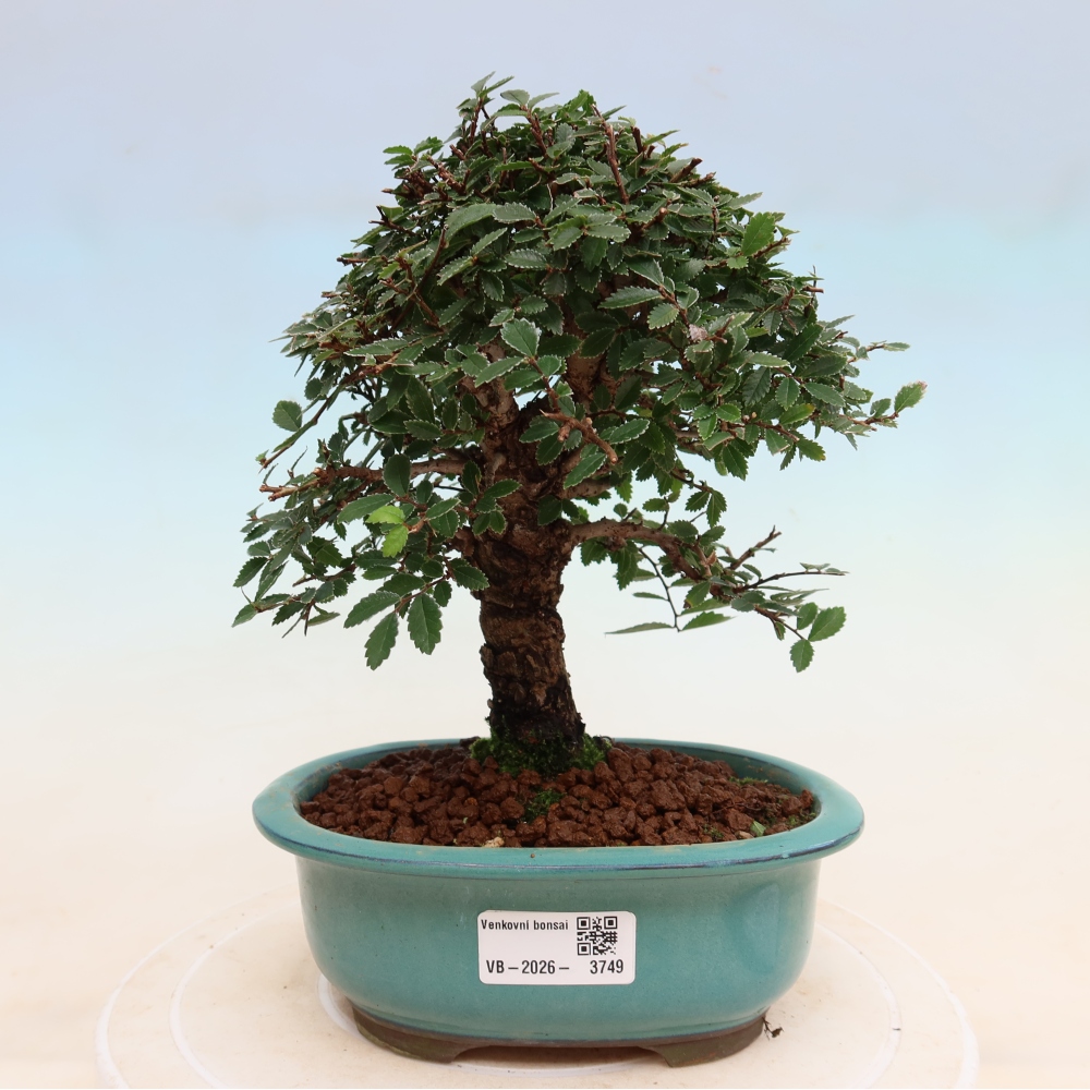 Venkovní bonsai - Zelkova - Zelkova NIRE