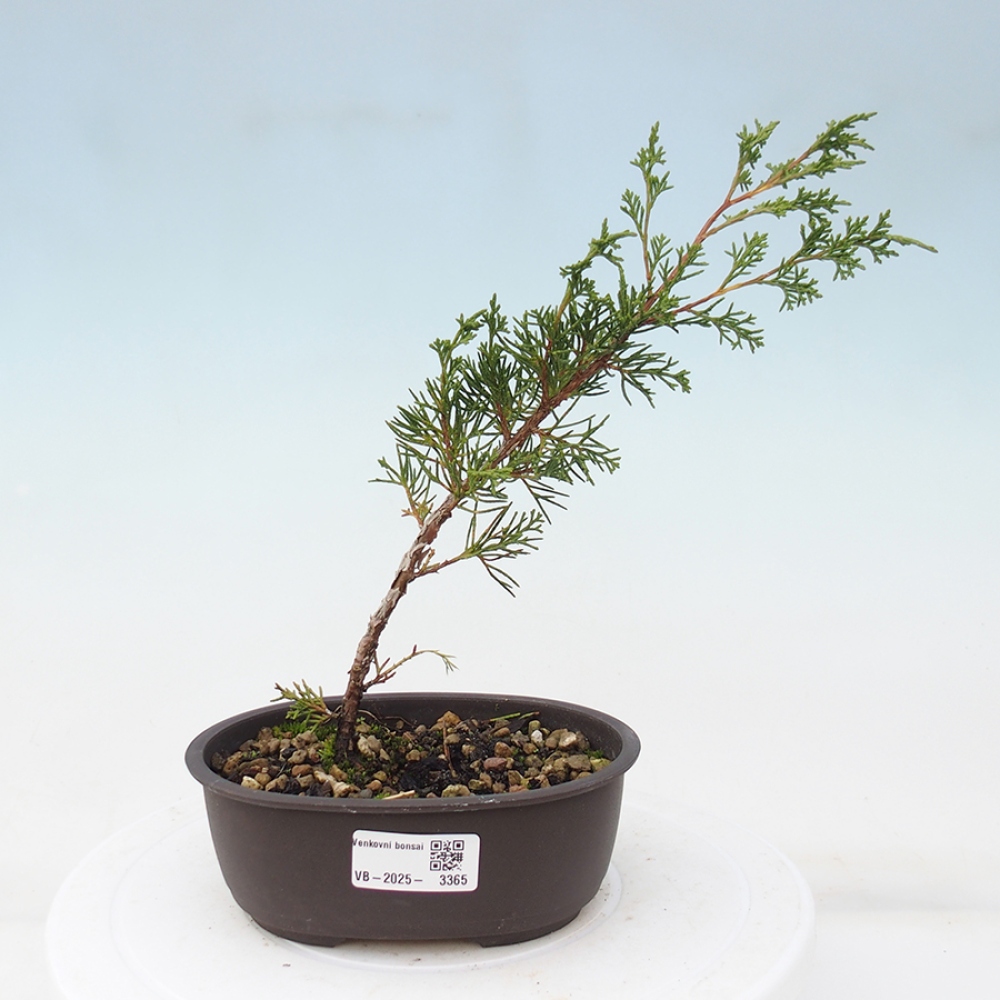 Venkovní bonsai - Juniperus chinensis Itoigawa -Jalovec čínský