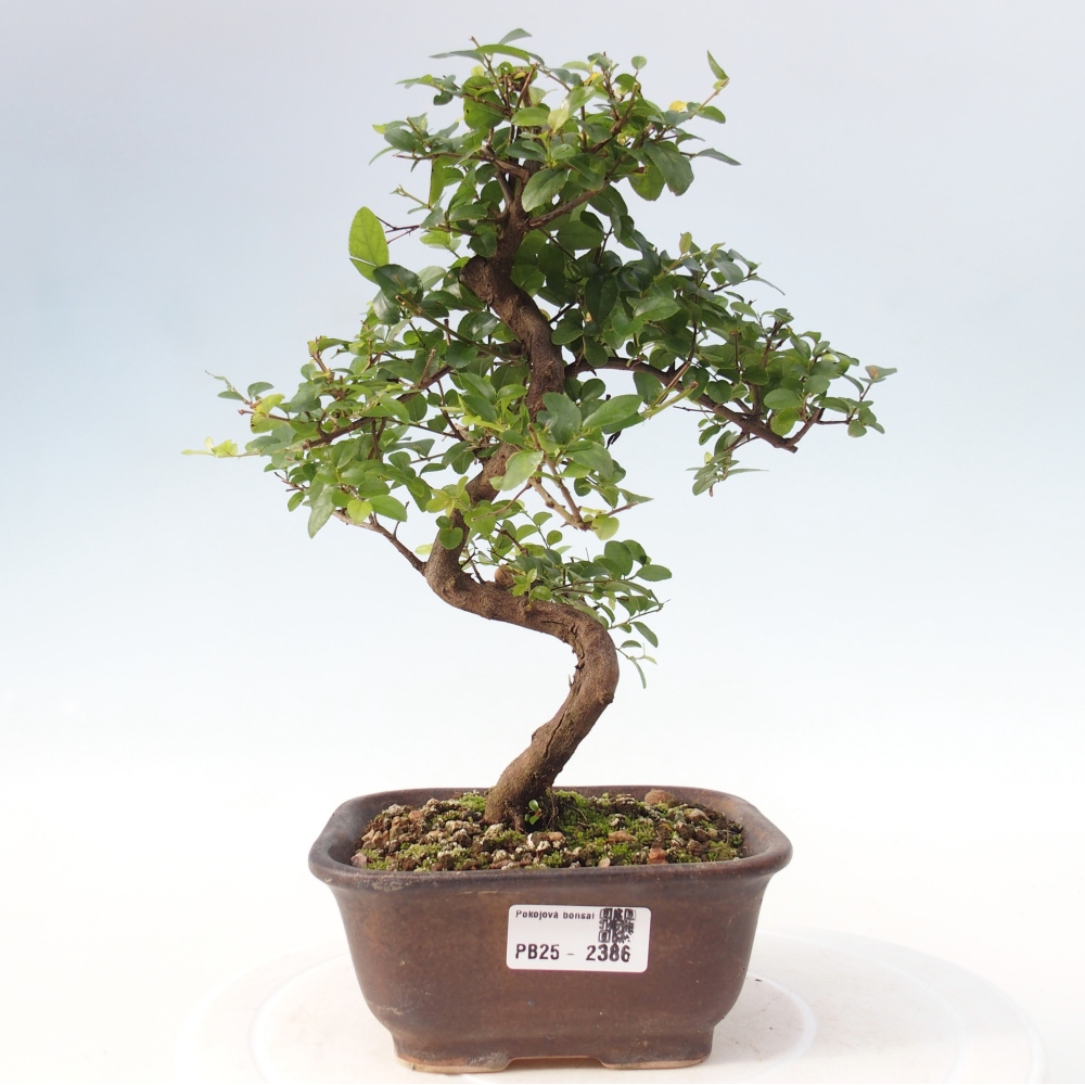 Pokojová bonsai - Sagerécie thea - Sagerécie thea