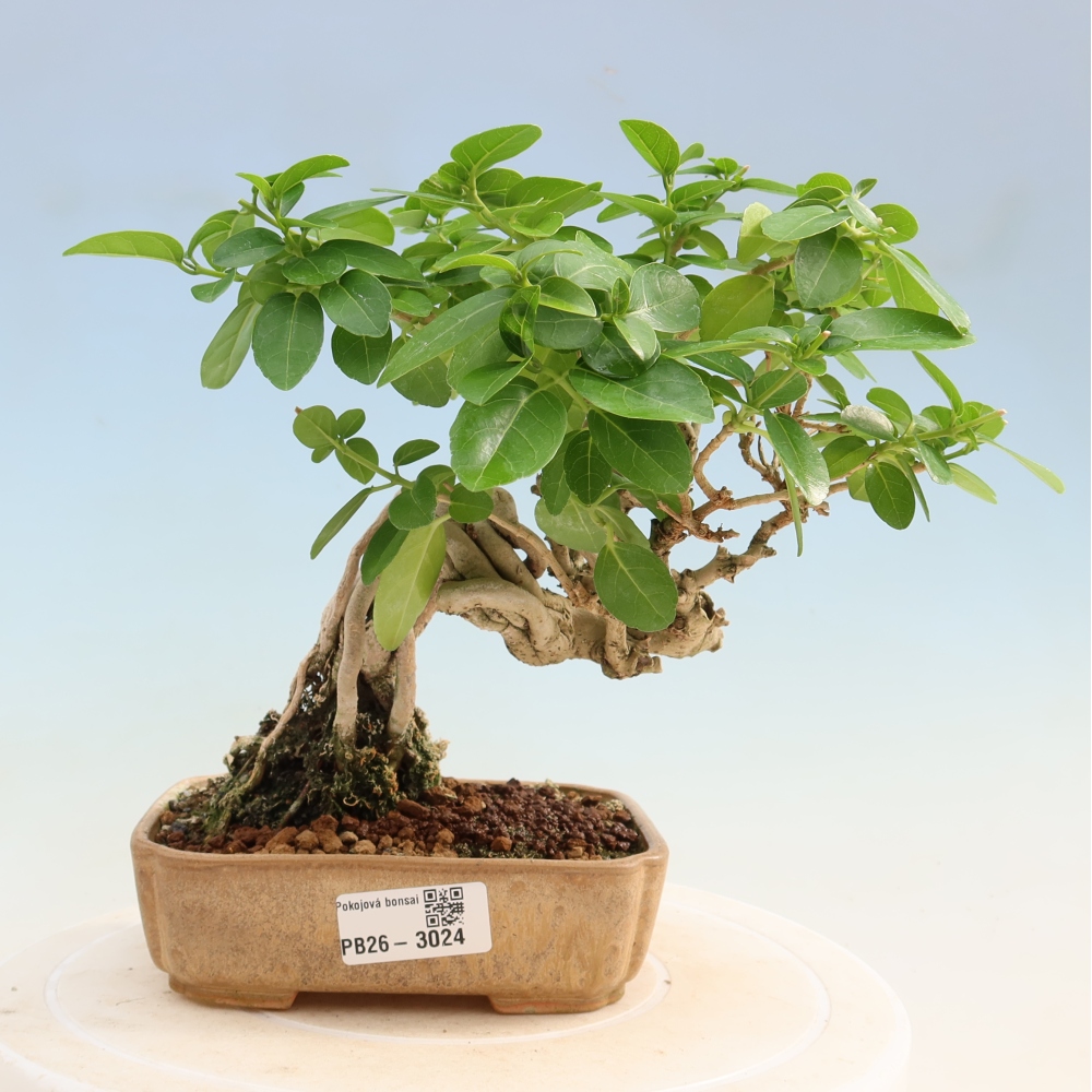 Pokojová bonsai - Premna serratifolia  - Kozlovoň malolistá